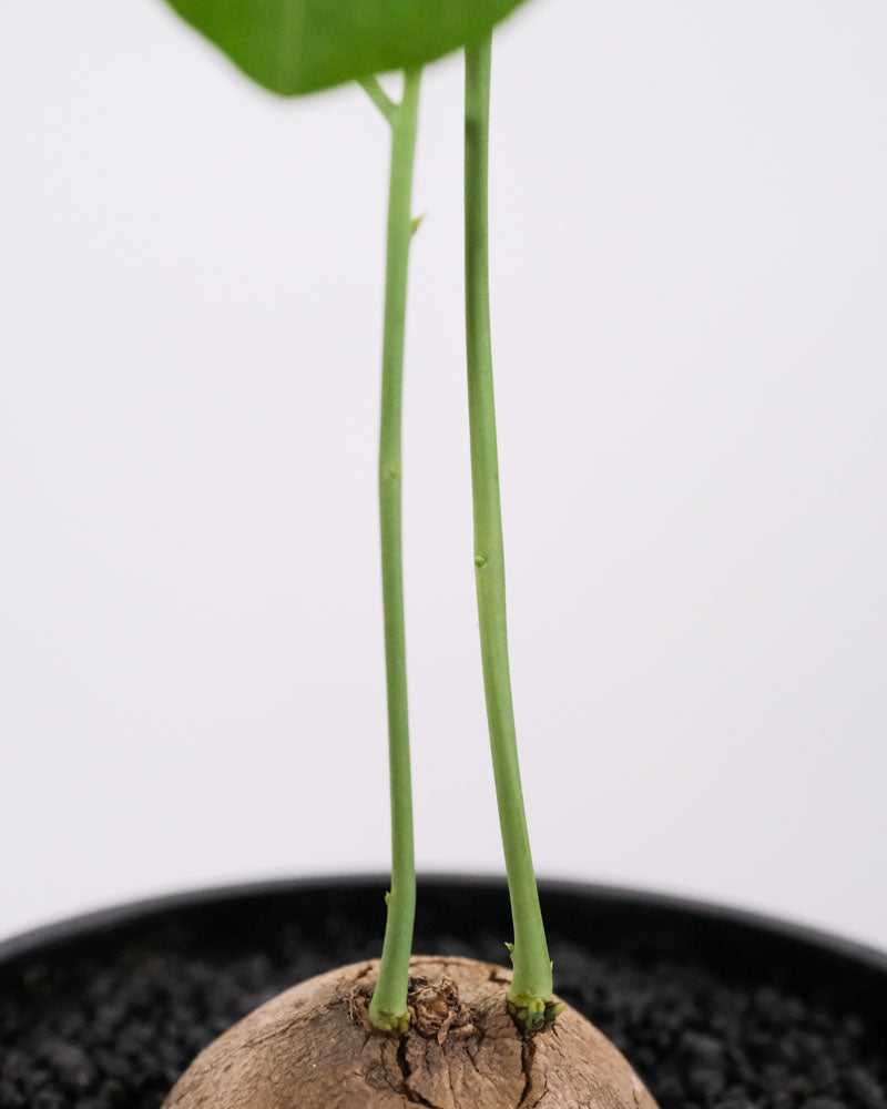 Knolle der Stephania erecta, dahinter dunkler Zierkies und oben angeschnitten einige Blätter