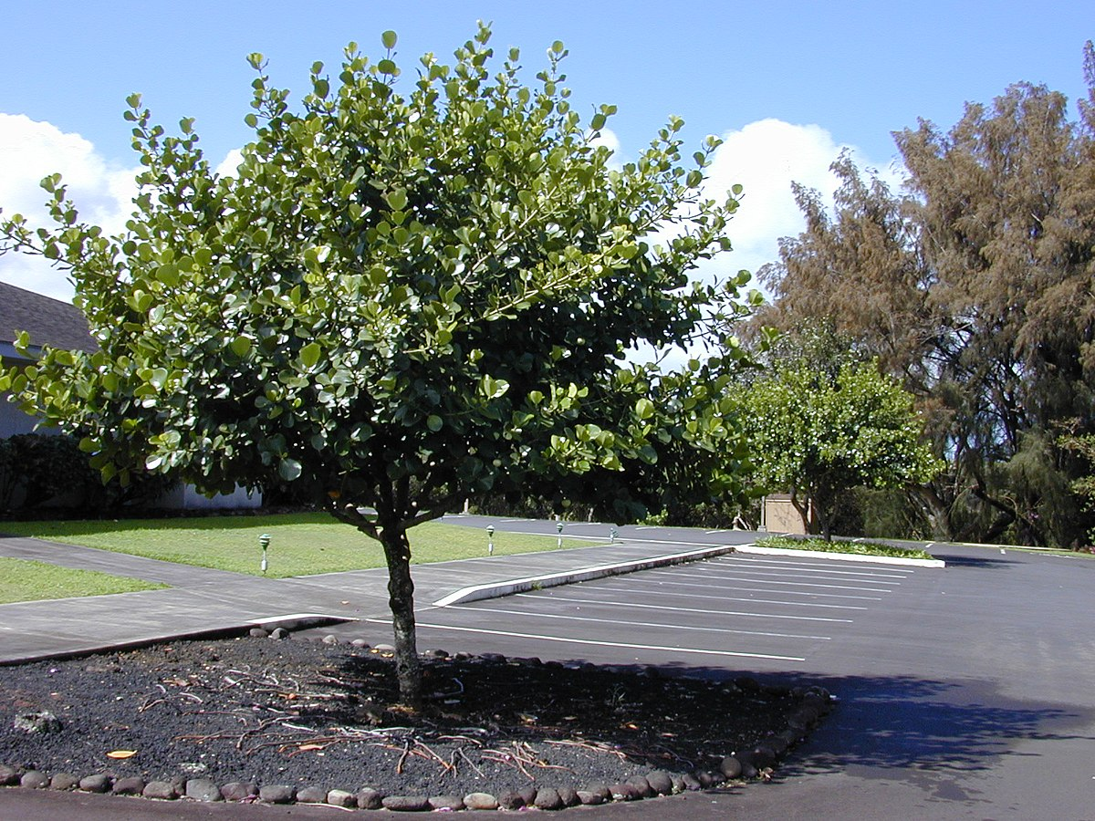 Meterhoher Baum der Clusia auf einem Parkplatz