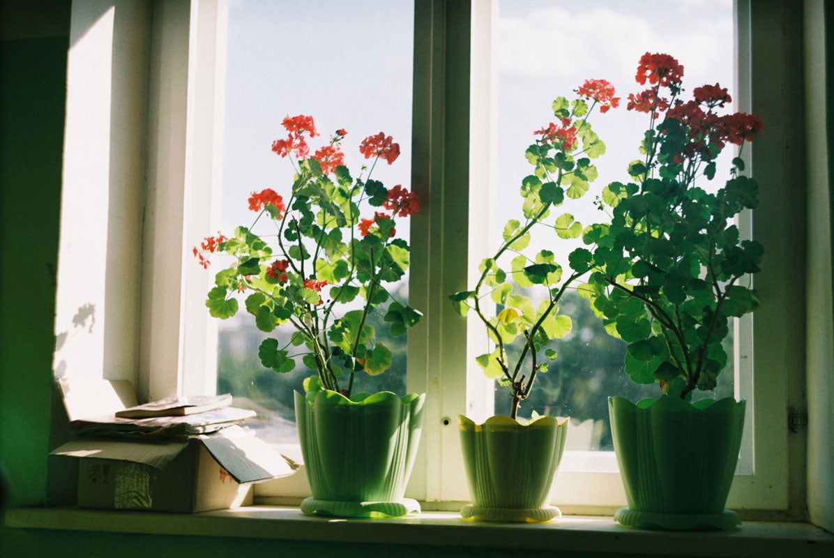 Blumen mit grossen Blättern und kleinen, roten Blüten in drei grünen Töpfen an einem sonnigen Fenster