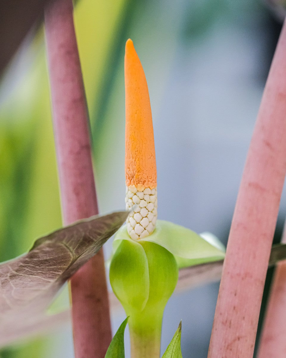 Alocasia-Blüte mit Kolben und Kelchblatt