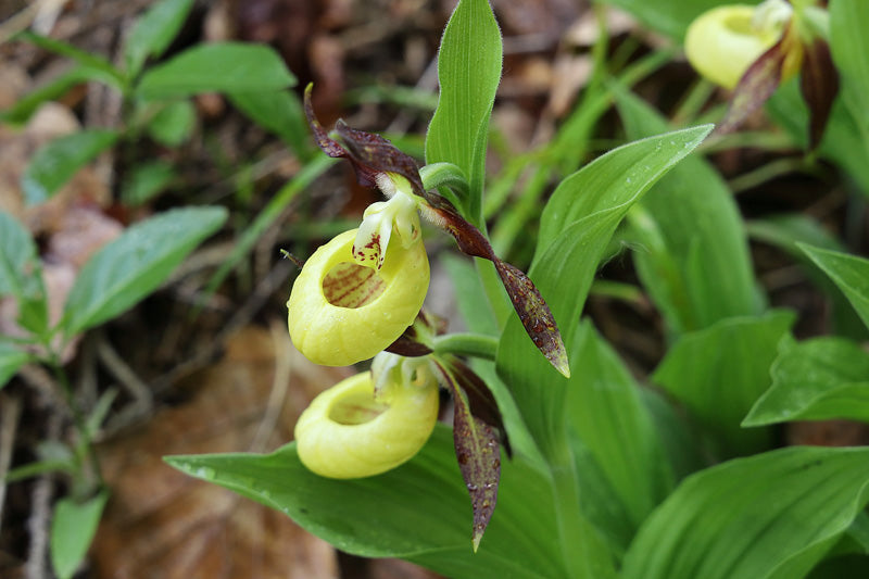 Frauenschuh auf dem Waldboden mit zwei schuhartigen, hellgrünen Blüten