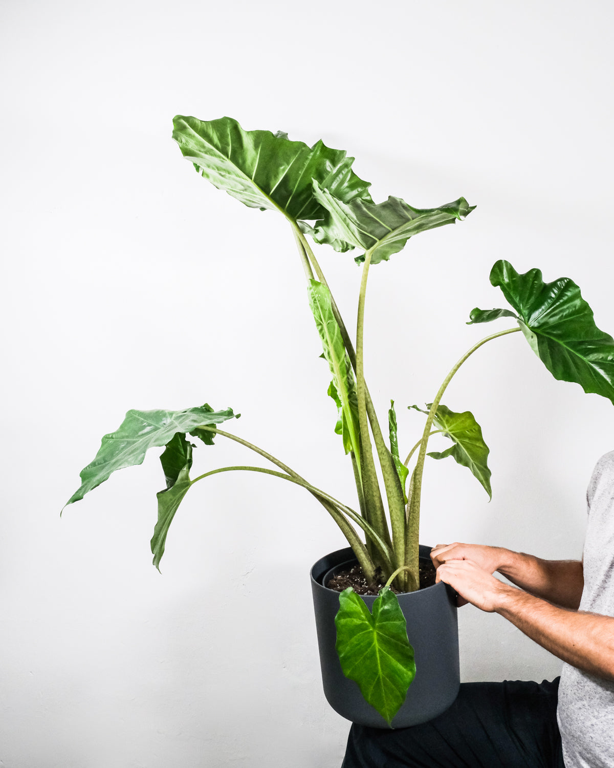 Alocasia portodora in anthrazitfarbenem Topf