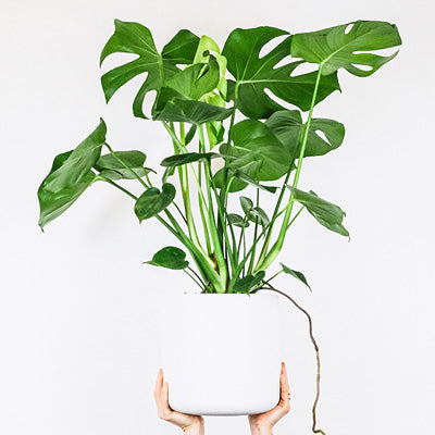 Große Monstera in weißem Topf