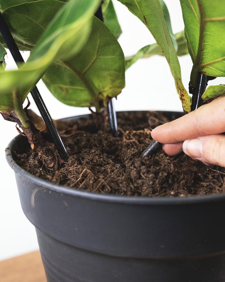 Biodünger Pellets werden in die Erde einer Geigenfeige gedrückt