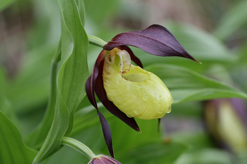 Frauenschuh mit violettem Blütenblatt