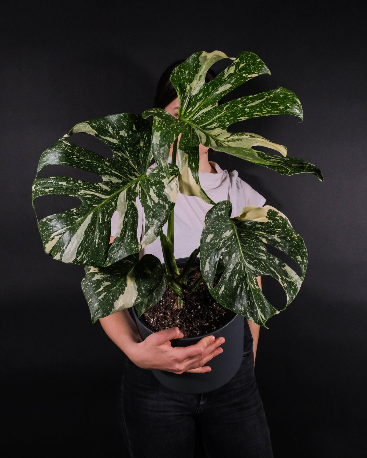 Monstera deliciosa 'Thai Constellation' mit dunkelgrünen, geschlitzten Blättern und deutlicher weisser Panaschierung