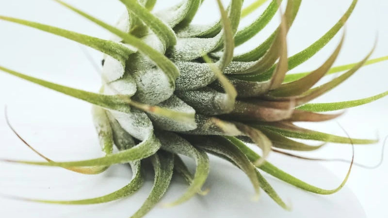 Tillandsia