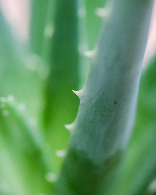 Echte Aloe in Nahaufnahme der Zacken am Rand ihrer Blätter