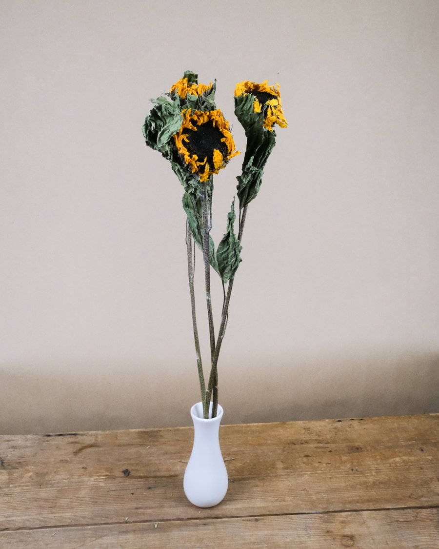 Getrocknete Sonnenblumen in weisser Vase