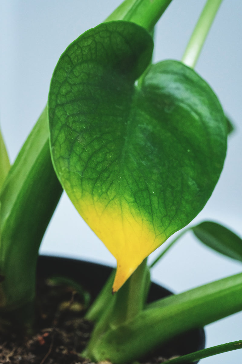 Monstera mit Magnesiummangel und deshalb gelber Blattspitze