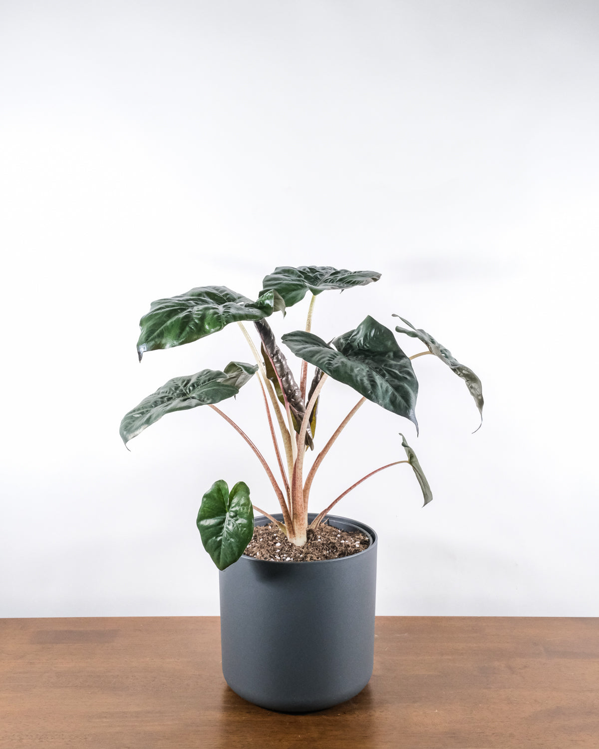 Alocasia 'Yucatan Princess' in anthrazitfarbenem Topf