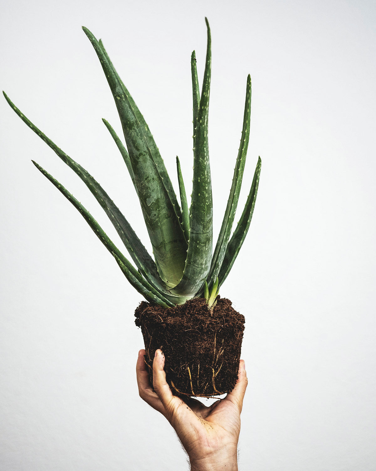 Echte Aloe mit nacktem Wurzelballen