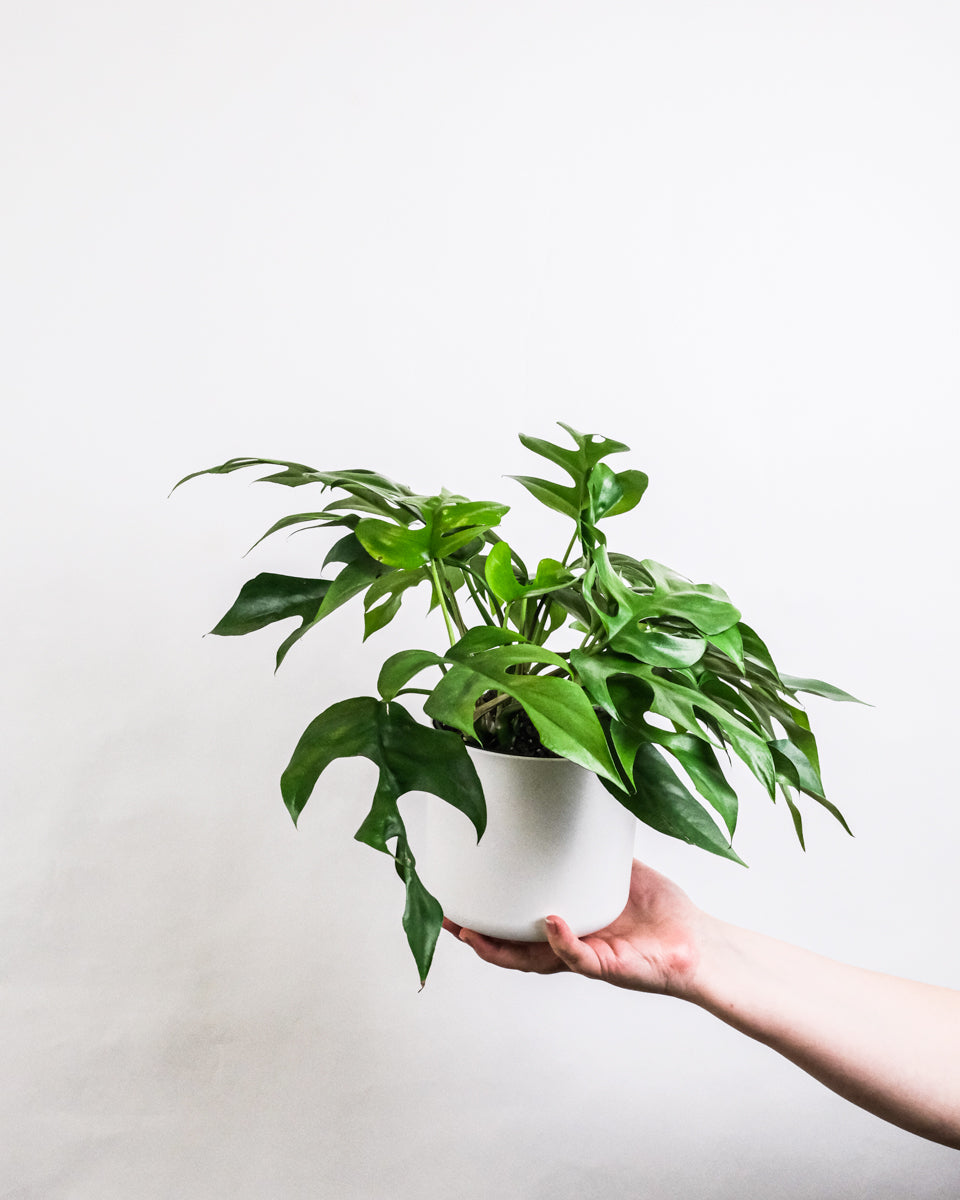 Monstera Minima (Rhaphidophora tetrasperma) mit weissem Übertopf, auf einer Hand balanciert