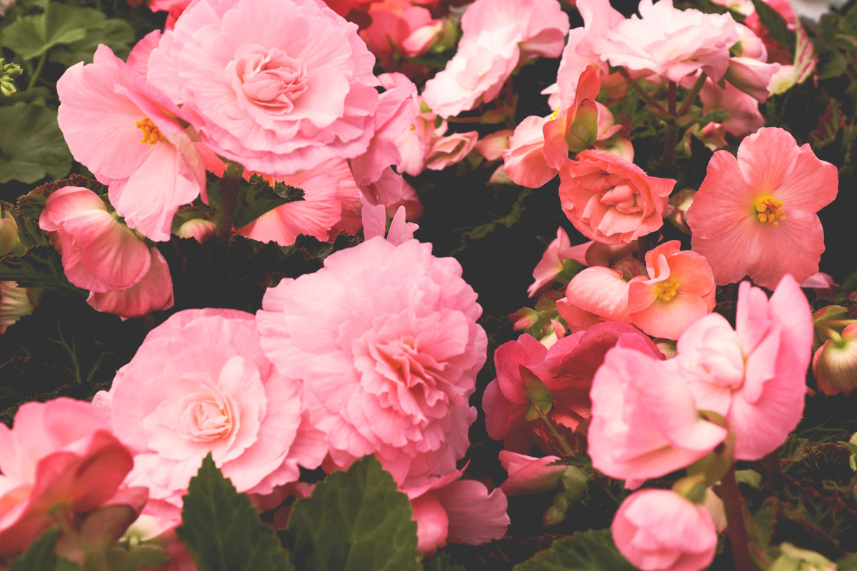 Knollenbegonie mit pinken Blüten