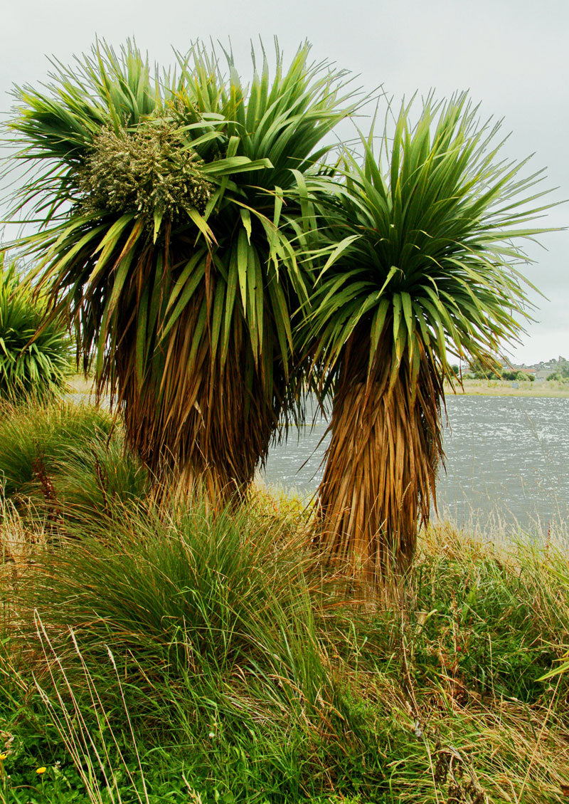 Mehrere Cordyline australis am Strand mit buschigen Stämmen, Blattkronen und einem Busch aus Blüten auf einer der Pflanzen