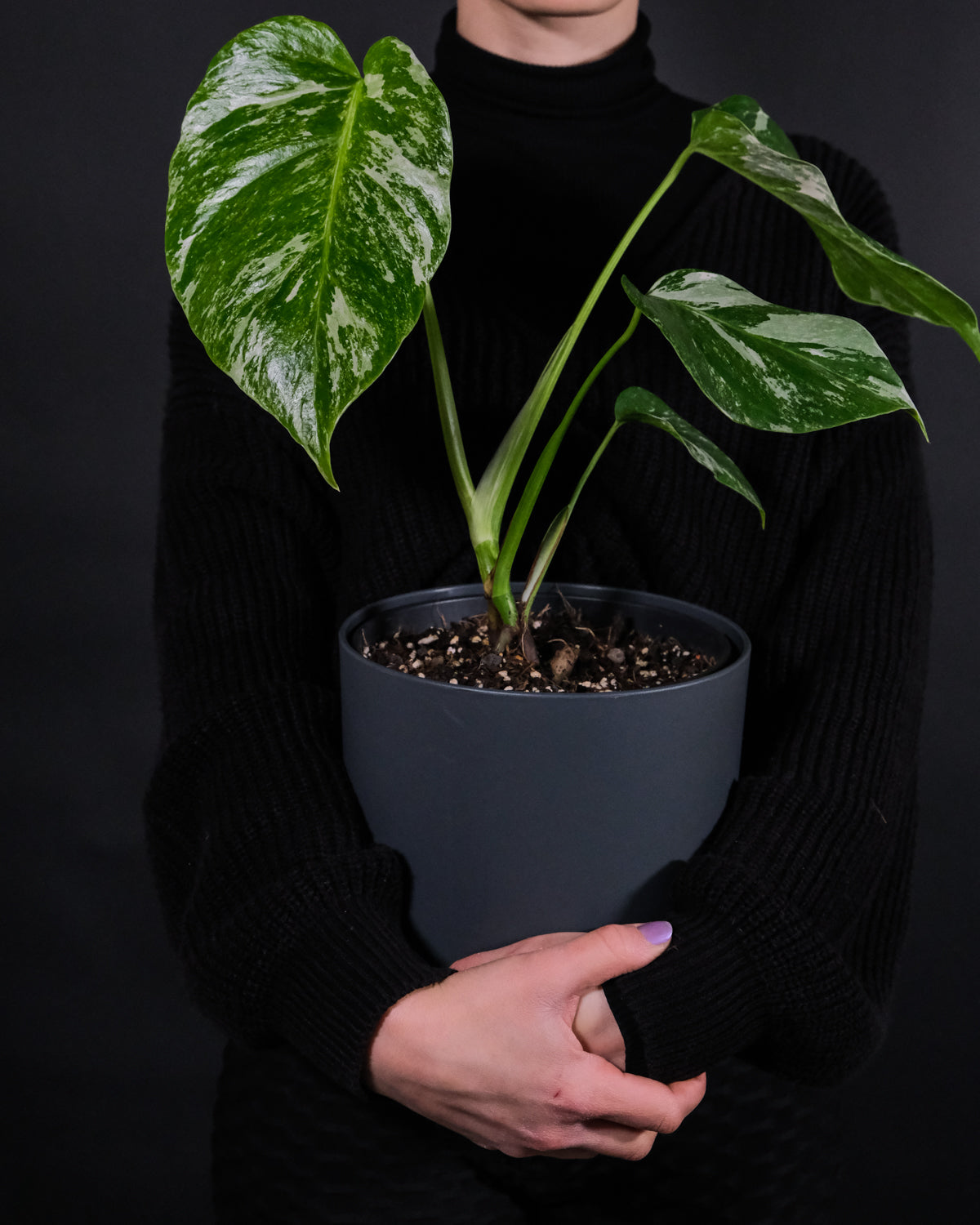 Kleine Monstera deliciosa variegata in anthrazitfarbenem Topf in den Armen einer dunkel gekleideten Frau