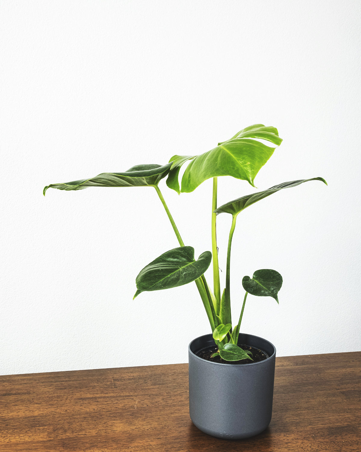 Monstera deliciosa in anthrazitfarbenem Topf