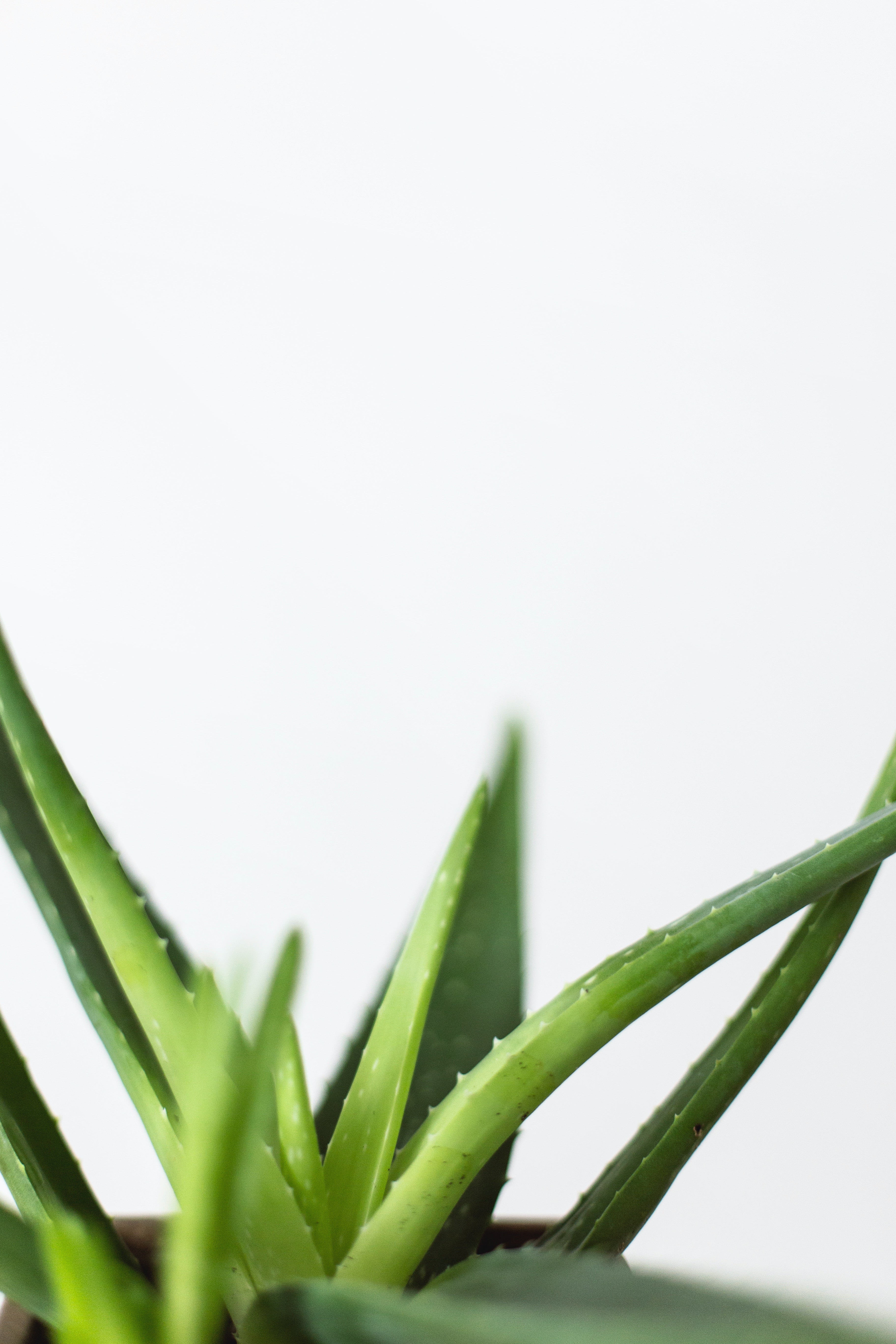 Basis einer Aloe vera mit hellgrün entspringenden Blättern vor weissem Hintergrund