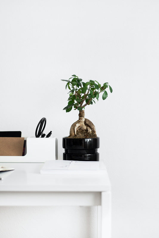 Bonsai mit dichtem Wurzelstock in schwarzem Töpfchen neben Utensilien auf einem Schreibtisch