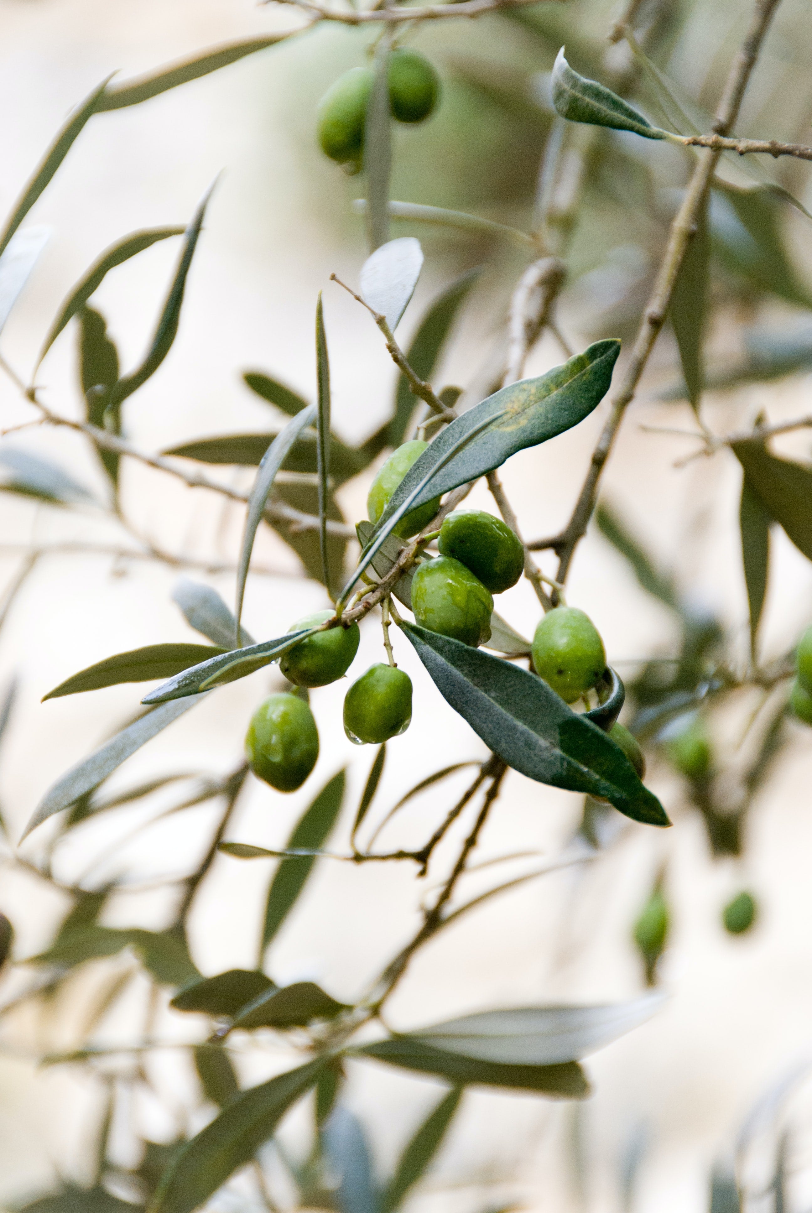 Grüne Oliven an einem Olivenbaum-Zweig
