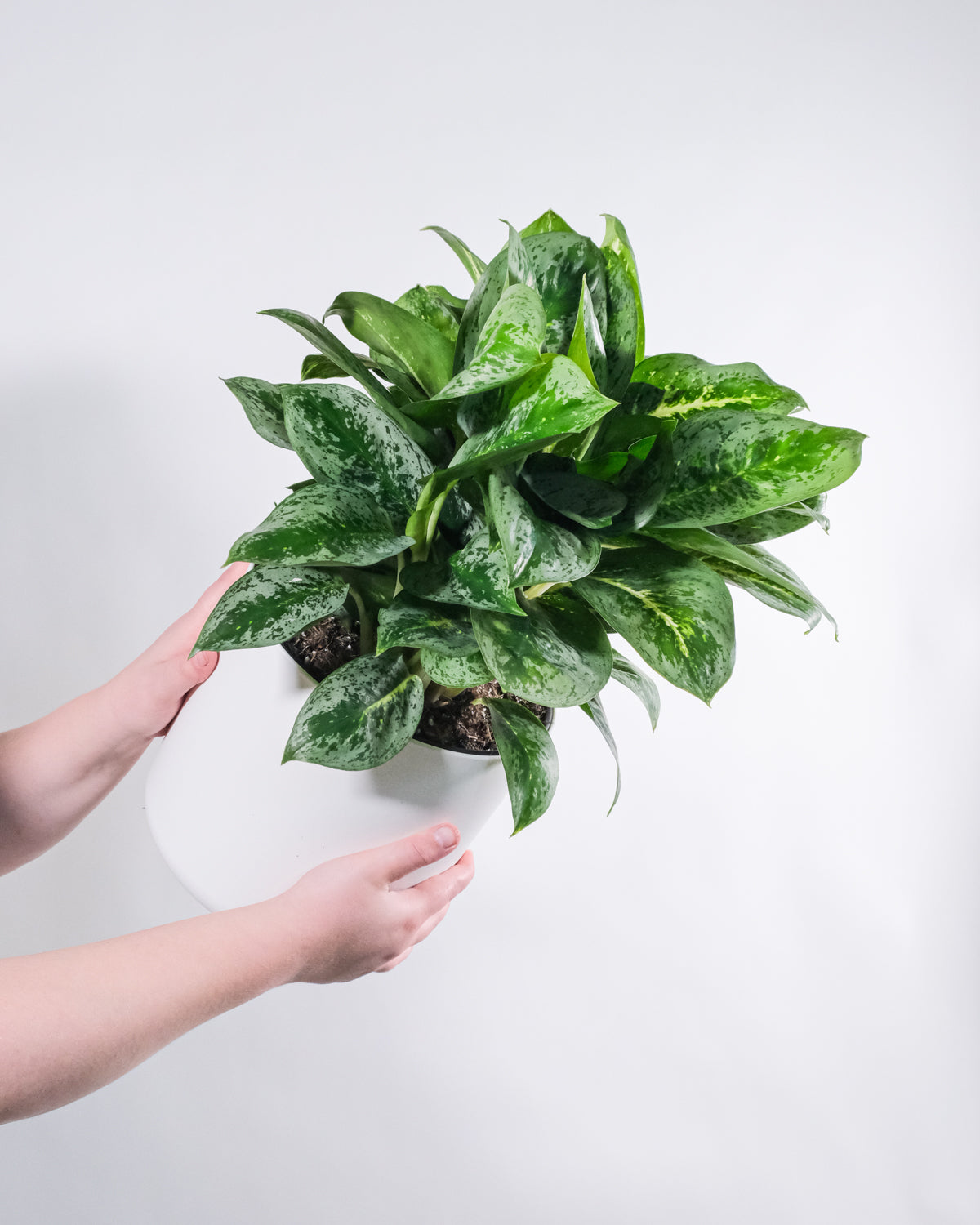 Aglaonema Lemon Mint in weissem Topf, gehalten von 2 Händen