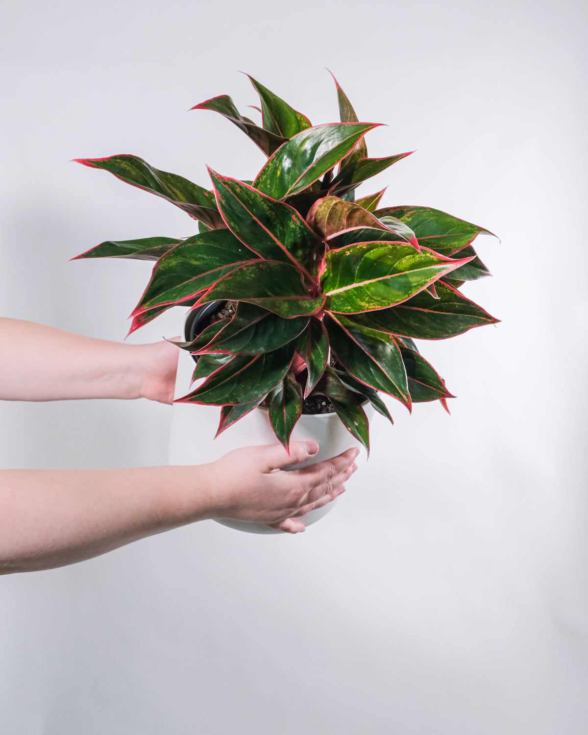 Aglaonema Jungle Red