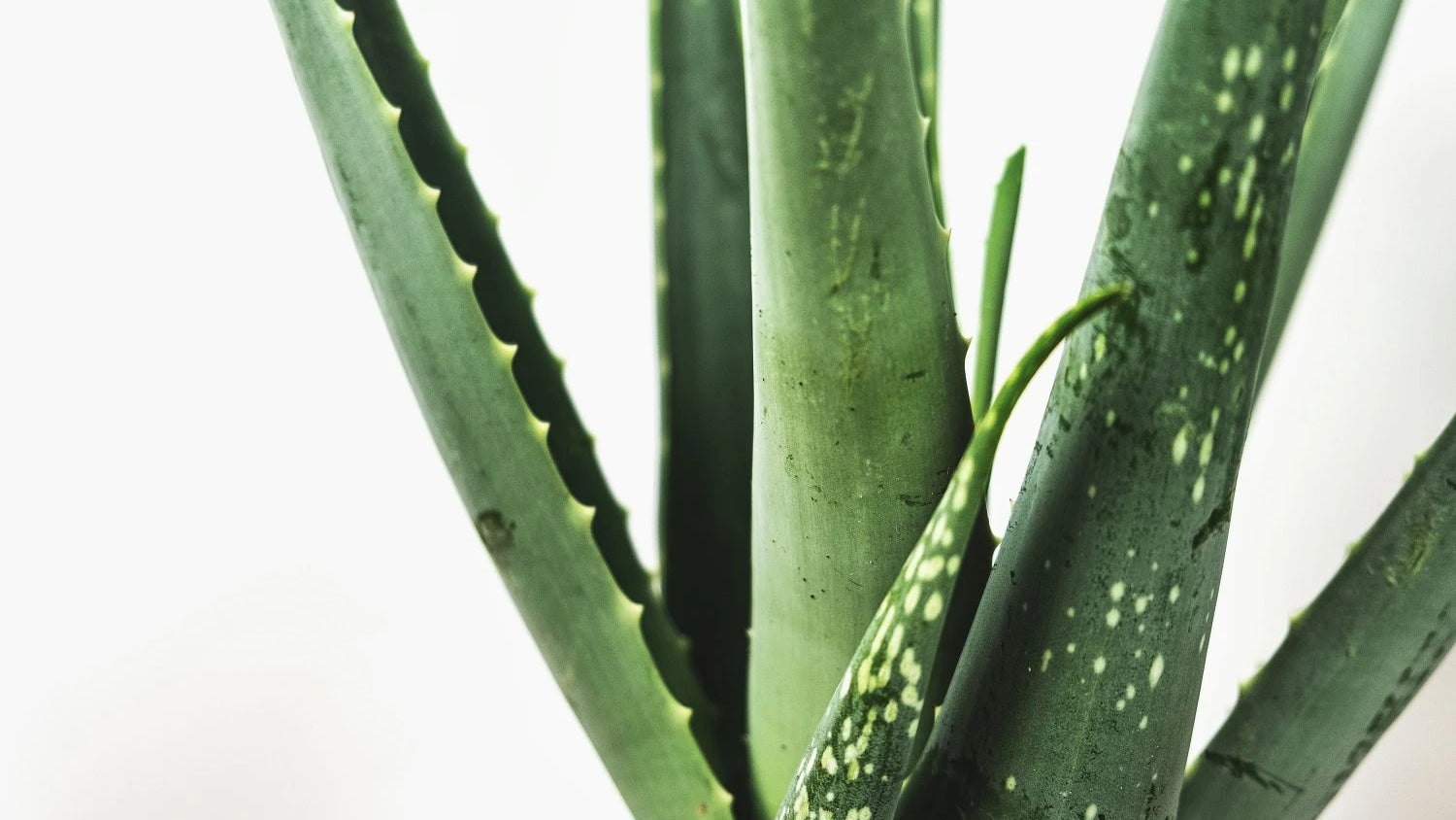 Aloe vera