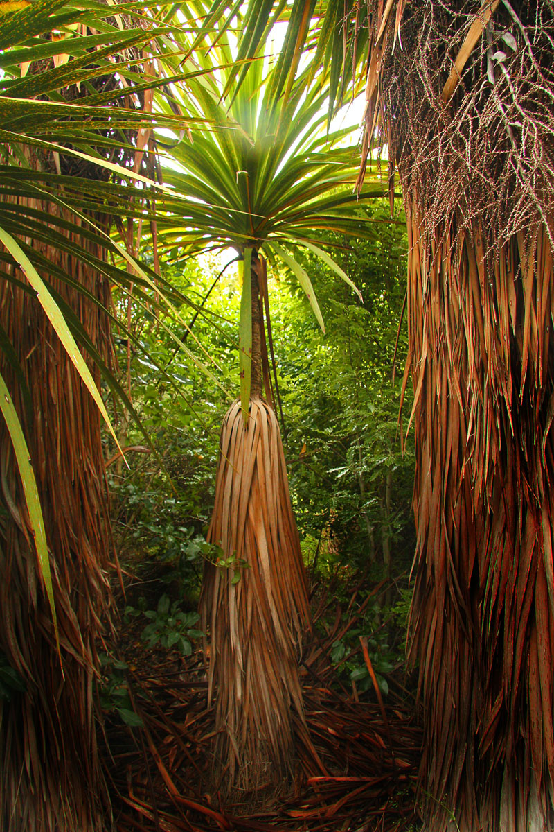 Meterhohe Cordyline australis im dichten Dschungel mit langem, braunem Stamm und grüner Blattkrone