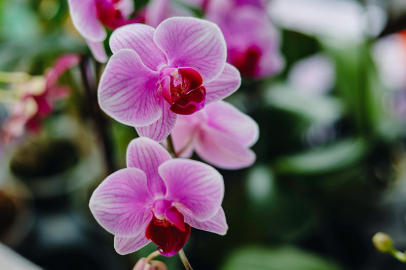 Phalaenopsis mit zwei pink-rosafarbenen Blüten