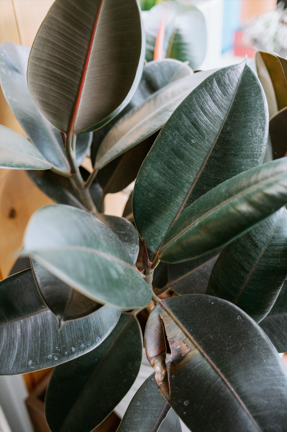 Ficus elastica 'Abidjan'