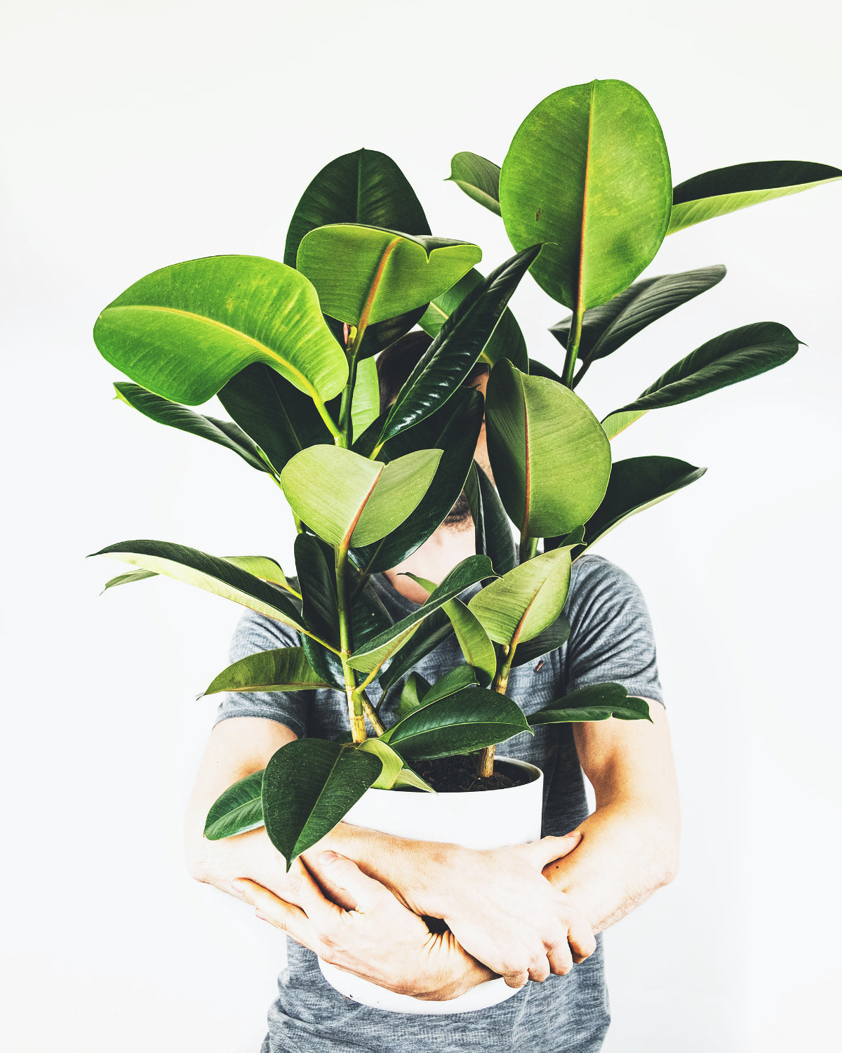 Ficus elastica in weissem Topf, umarmt von einem Mann