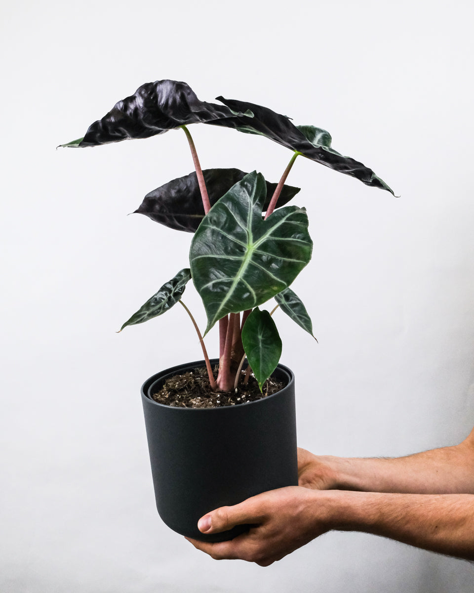 Alocasia Pink Dragon