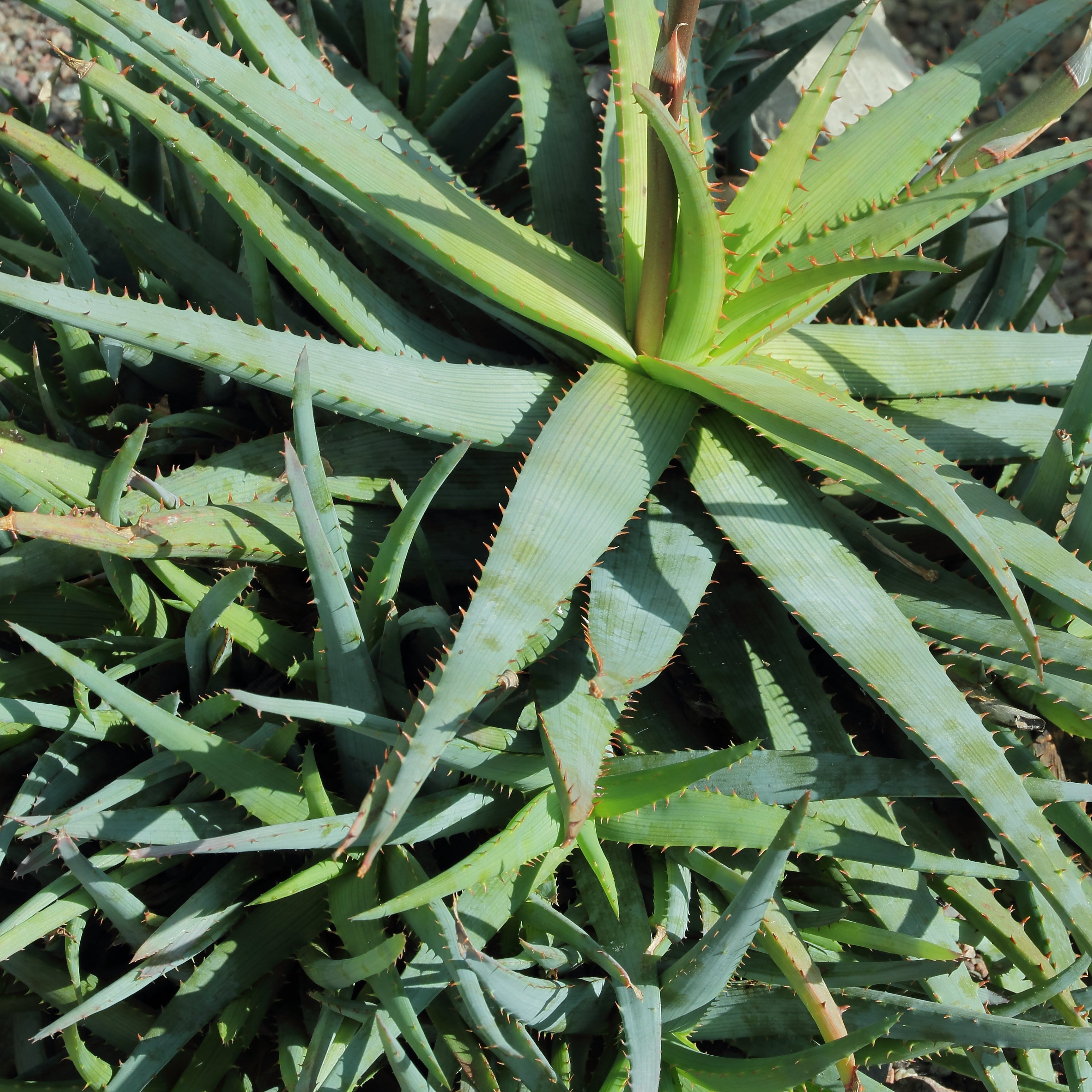 Aloe glauca mit blaugrünen Blättern