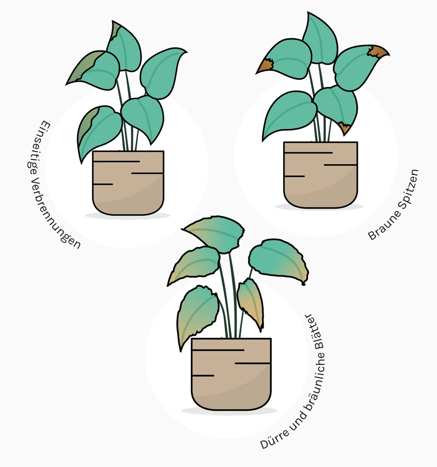 Anzeichen für zu viel Licht: braune Spitzen, einseitige Verbrennungen, dürre und bräunliche Blätter