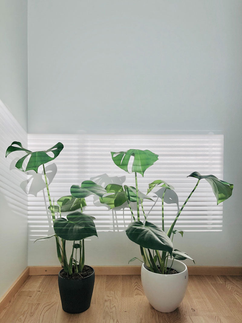 Eine Monstera in einem schwarzen, eine in einem weissen Topf in durch halb zugezogene Rollläden einfallendem Licht