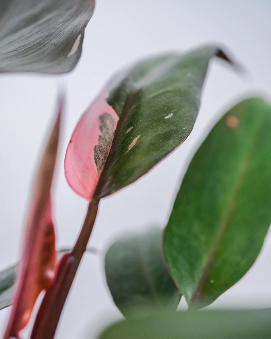 Philodendron Pink Princess mit pinken Flecken auf den grünen Blättern