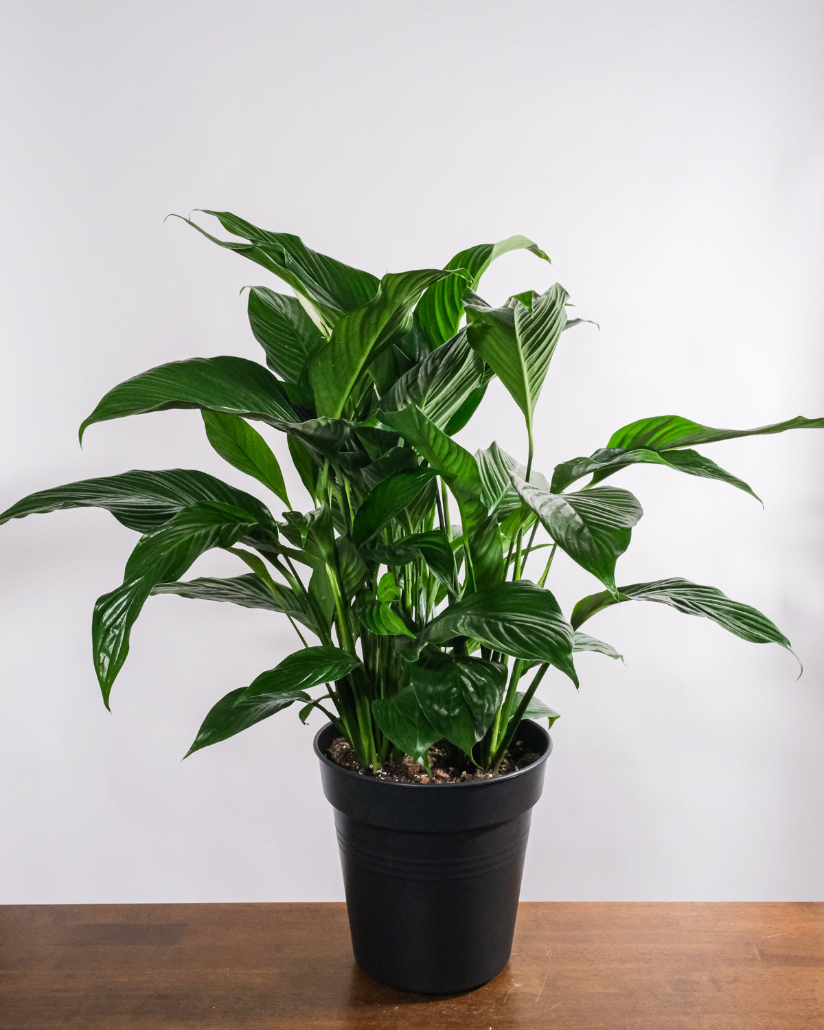 Spathiphyllum in schwarzem Innentopf