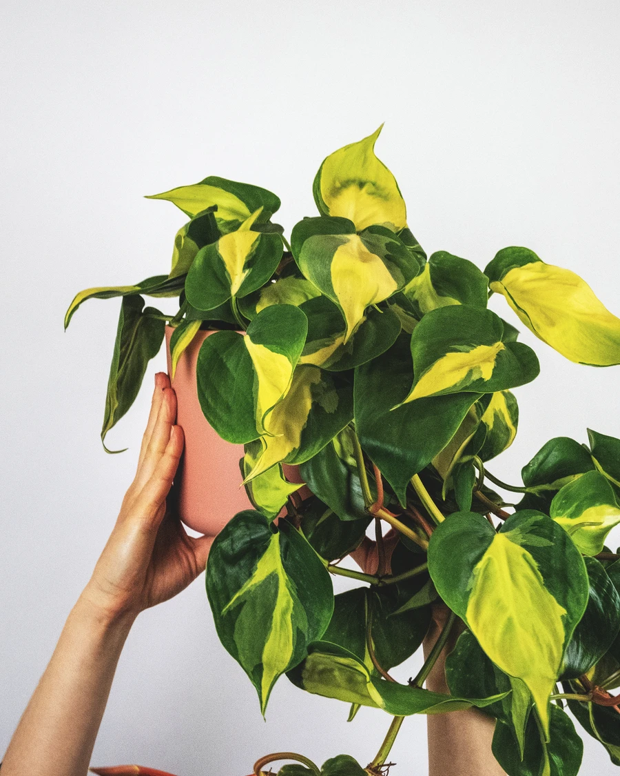 Philodendron scandens in pinkem Topf, von Händen hochgehalten