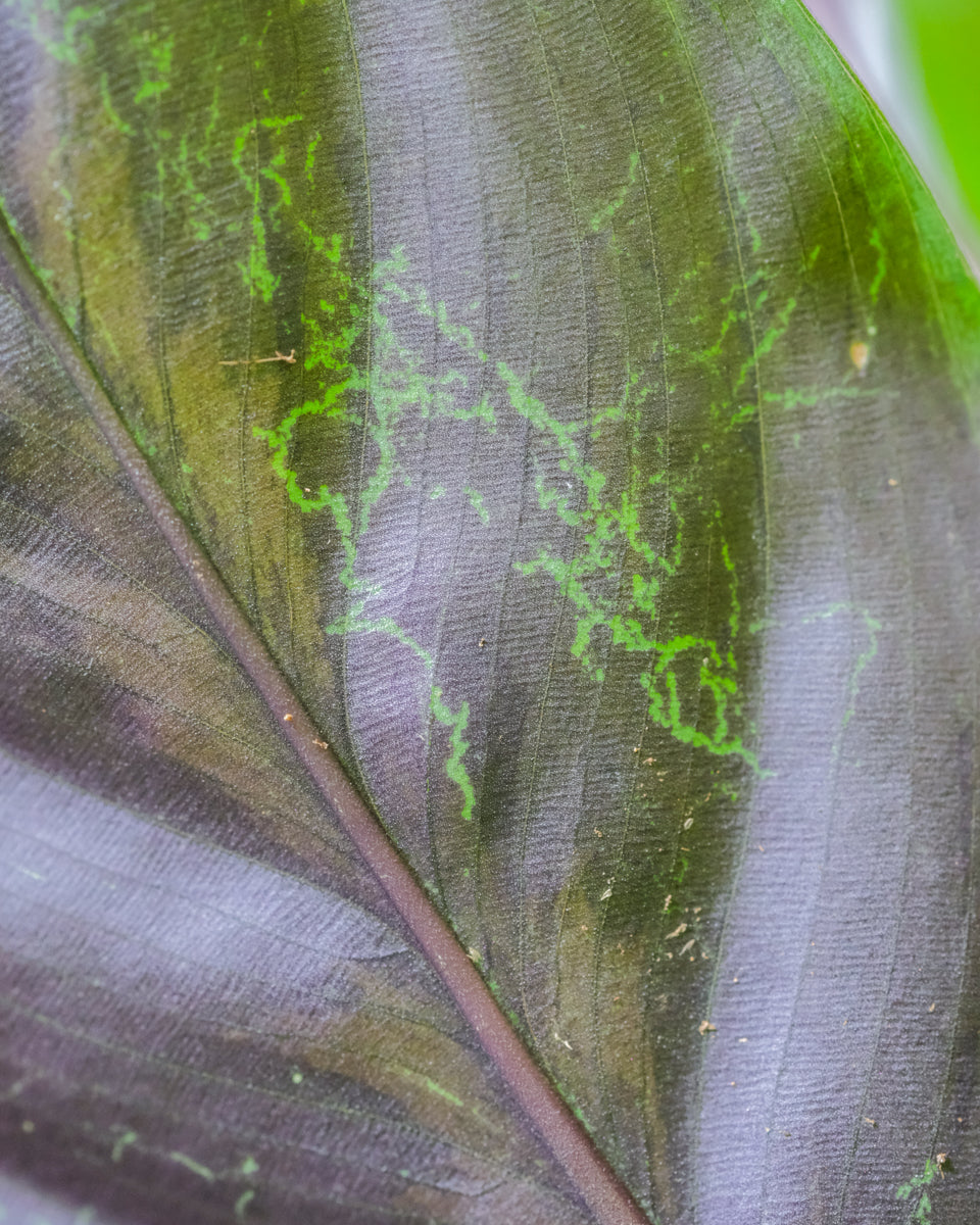 Grüne Gänge im Blatt wegen der Larven der Minierfliege