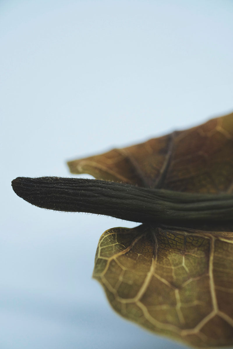 Braunes, abgestorbenes Blatt eines Ficus