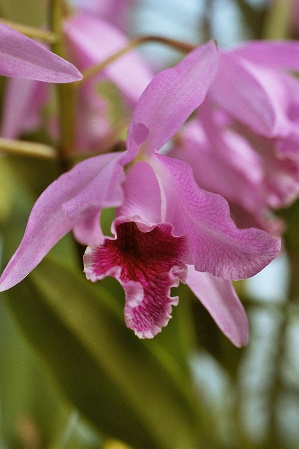 Cattleya-Orchidee mit leuchtend pinker, kelchartiger Blüte und zotteligen Blütenblättern