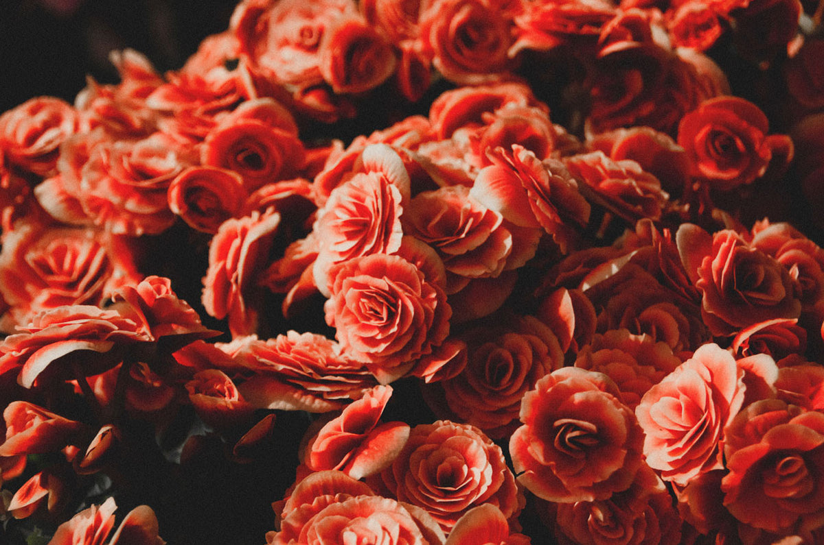 Knollenbegonie mit roten Blüten