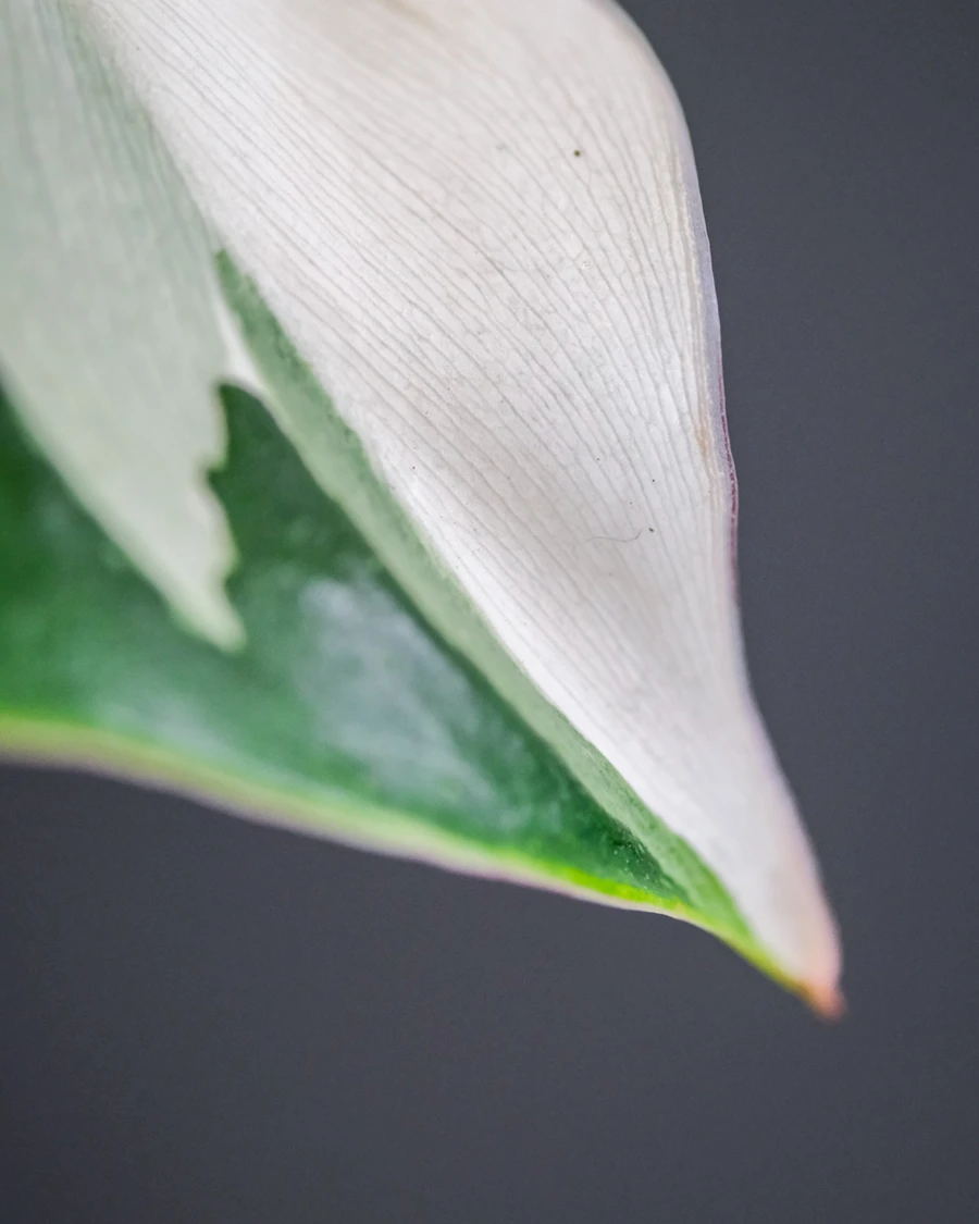 Philodendron White Princess mit weissen Flecken auf grünen Blättern