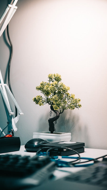 Gelblich-grün beblätterter Bonsai in weisser Schale in der Ecke eines Schreibtischs