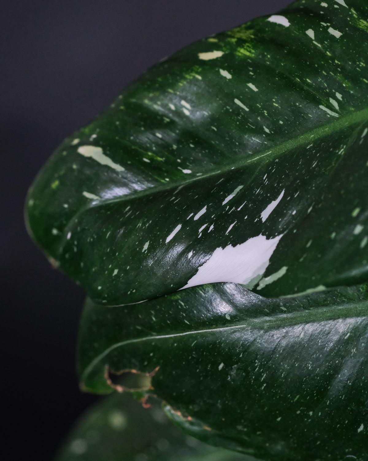 Philodendron White Princess mit dunkelgrünen Blättern und kleinen, leuchtend weissen Flecken