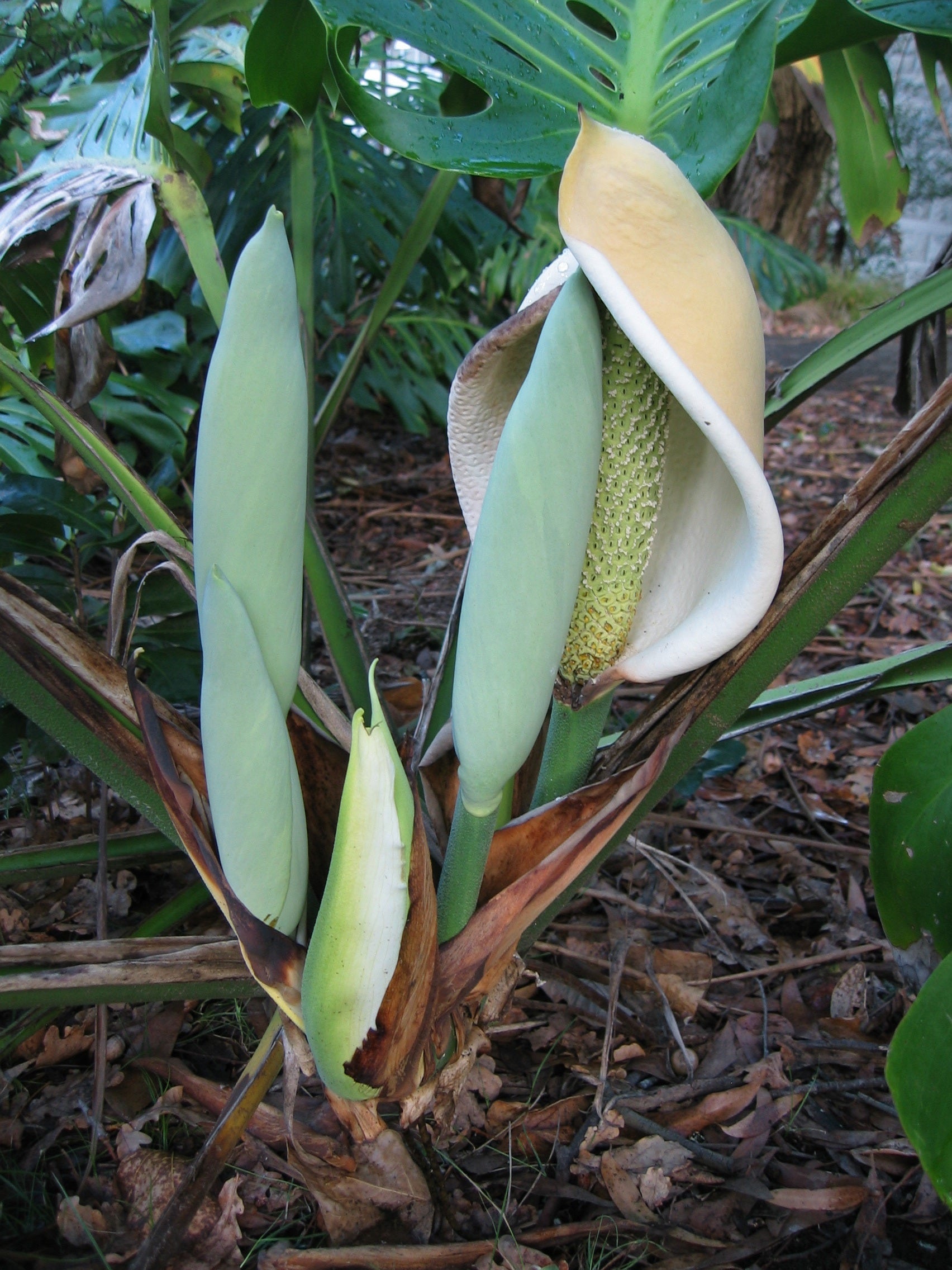 Blüte der Monstera mit weissem Kelchblatt, das einen hellgrünen Kolben umhüllt