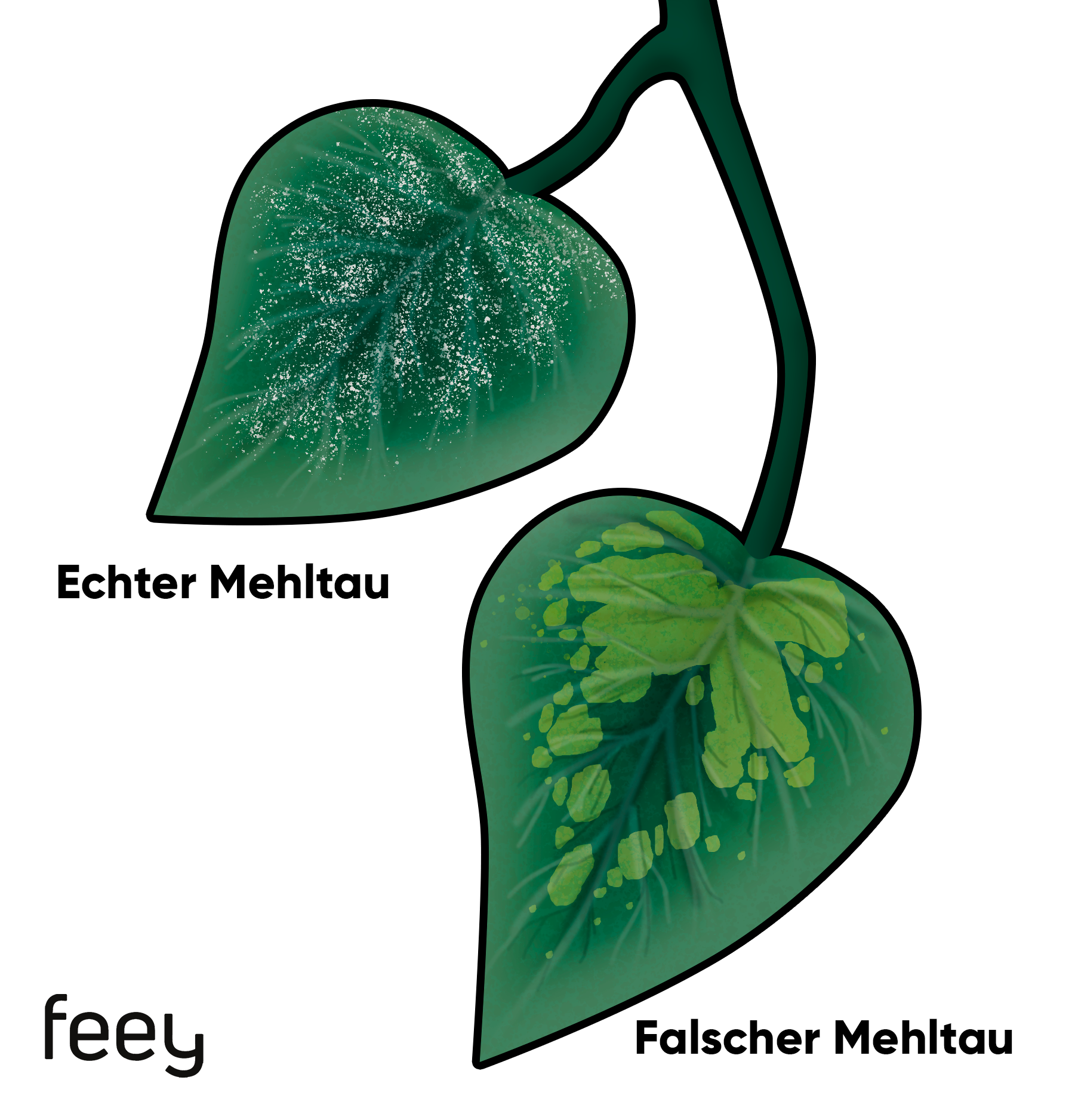 Grafik mit Echtem Mehltau als weiss-gesprenkeltem und Falschem Mehltau als teigig gelbem Belag auf je einem Blatt