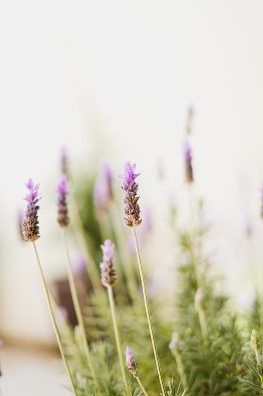 Lavendel mit violetten Blüten