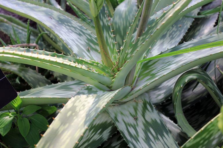 Tiger-Aloe (Aloe variegata) mit gezackten, weissen Streifen