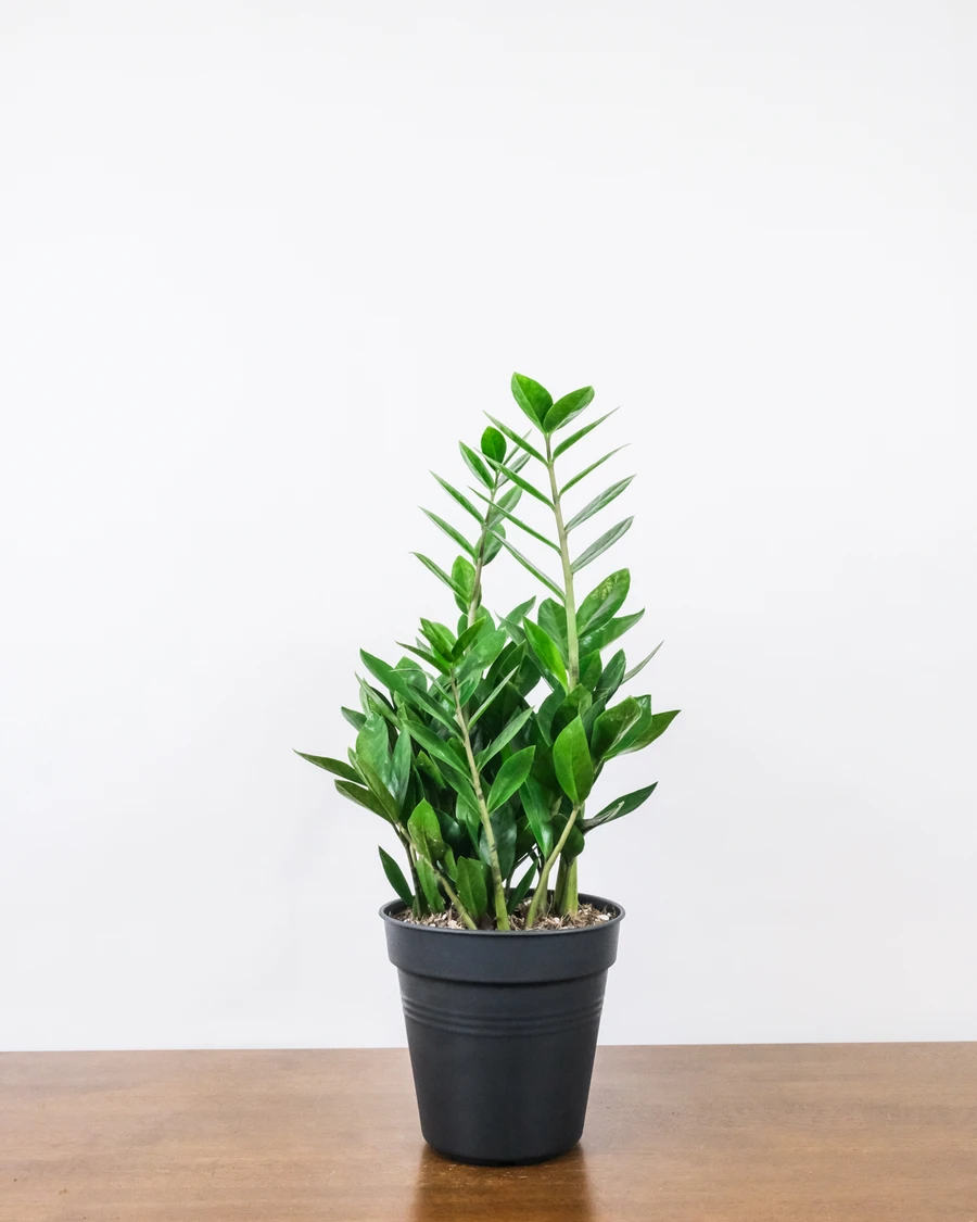 Eine kleine Glücksfeder (Zamioculcas zamiifolia) ohne Übertopf